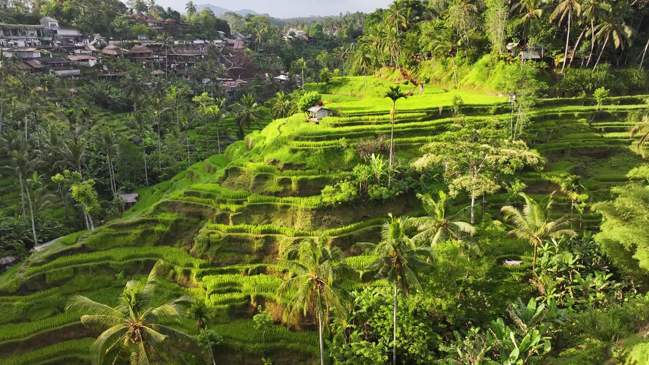 Risaie a Tegallalang. Valle con attrazioni turistiche e patrimonio agricolo di Bali