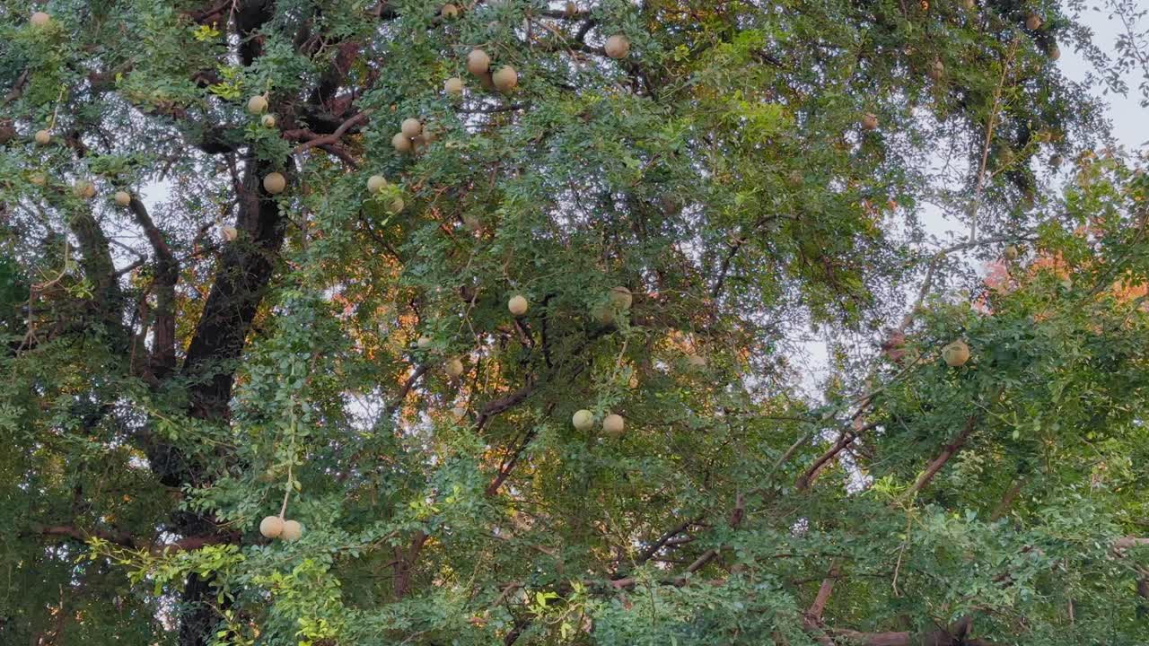 Vista statica di un albero di বেল maturo con numerosi frutti rotondi appesi ai rami spargitori, denso fogliame verde che riempie l'inquadratura sotto una morbida luce naturale