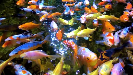 Bunte-Tropische-Fische-Im-Aquarium