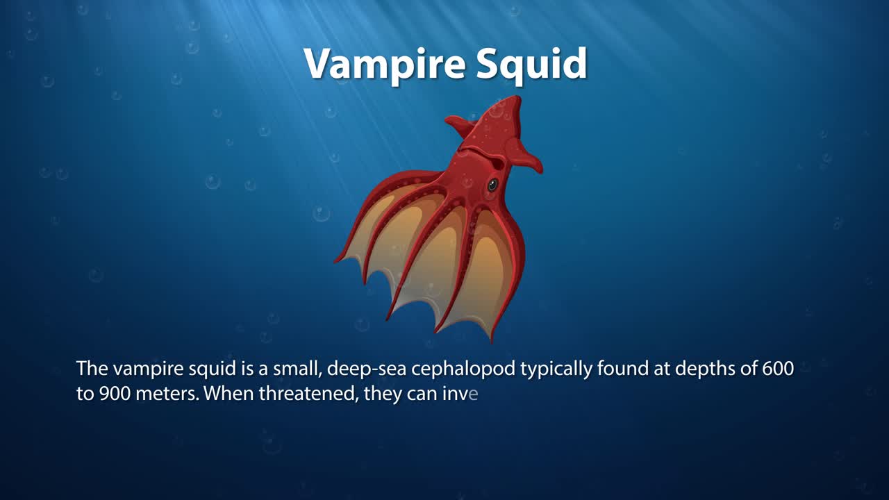вампирский кальмар плавает по глубинам океана.