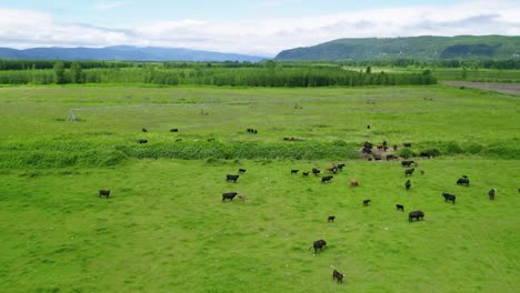 herd of cattle feeding on the grass inside the green field of the farm in oregon, usa