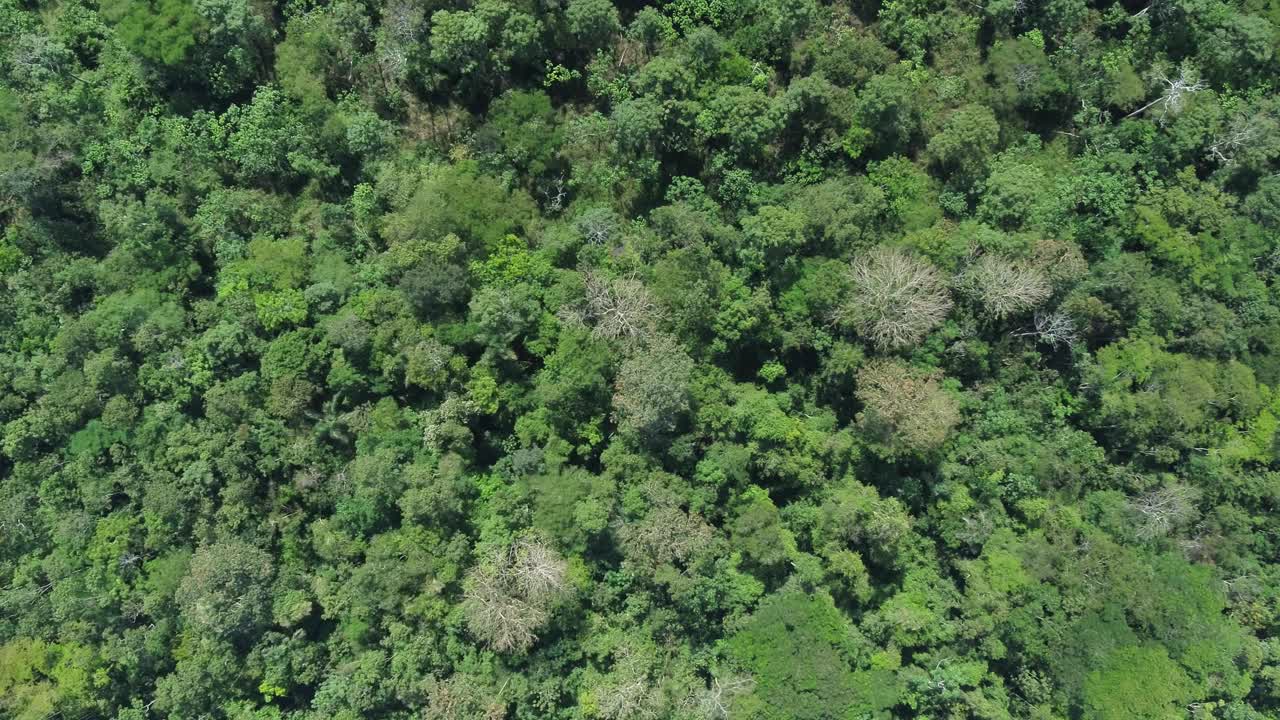 Drone descending top-down shot of the Amazon rainforest