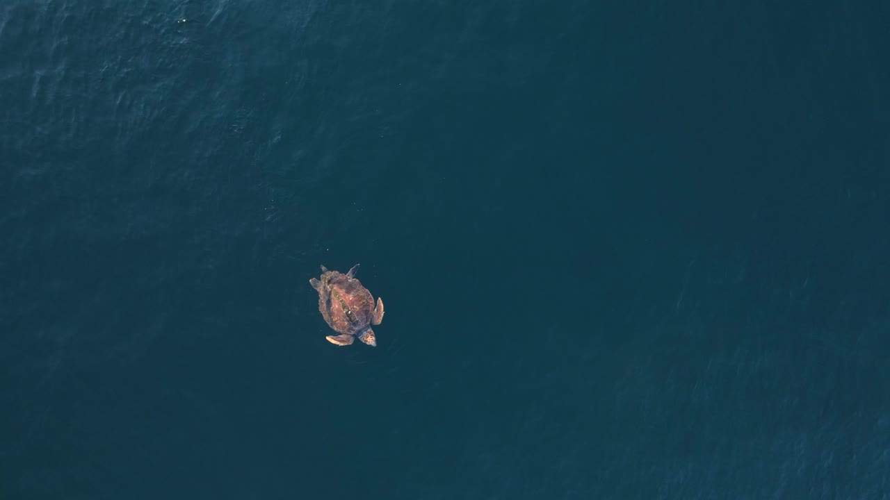 큰 바다거북의 독특한 모습은 바다 표면에서 여유롭게 휴식을 취하면서 숨을 쉬게 합니다.