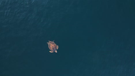 unique view of a large sea turtle takes a breath of air as it rest effortlessly on the ocean surface