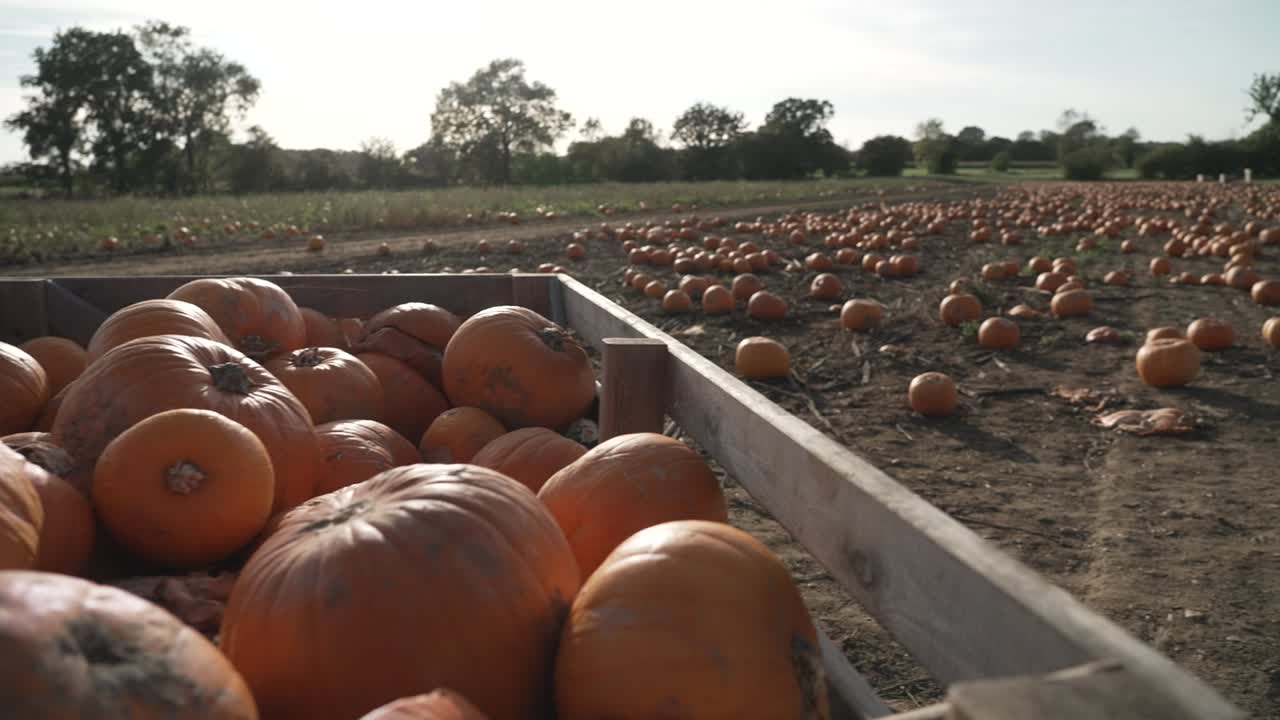un cráter lleno de calabazas y cientos de calabazas en el campo