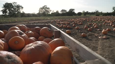 Crater-full-of-pumkins-and-hundredds-of-pumpkins-in-the-field