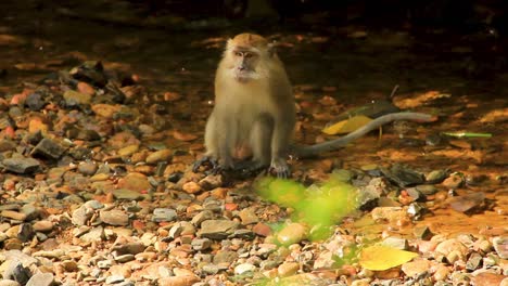 single long-tailed macaque near rocky forest creek in sumatra, indonesia - medium shot