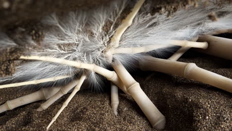 intricate organic growth with fibrous roots in soil