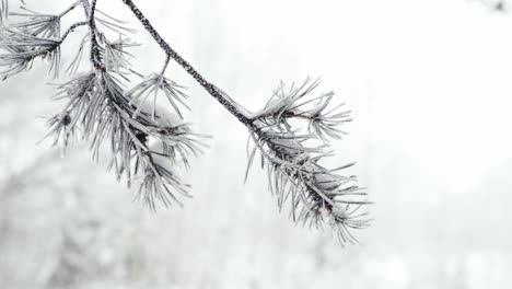 close up shot of tree branch covered with snow in frozen weather, riga wonderland