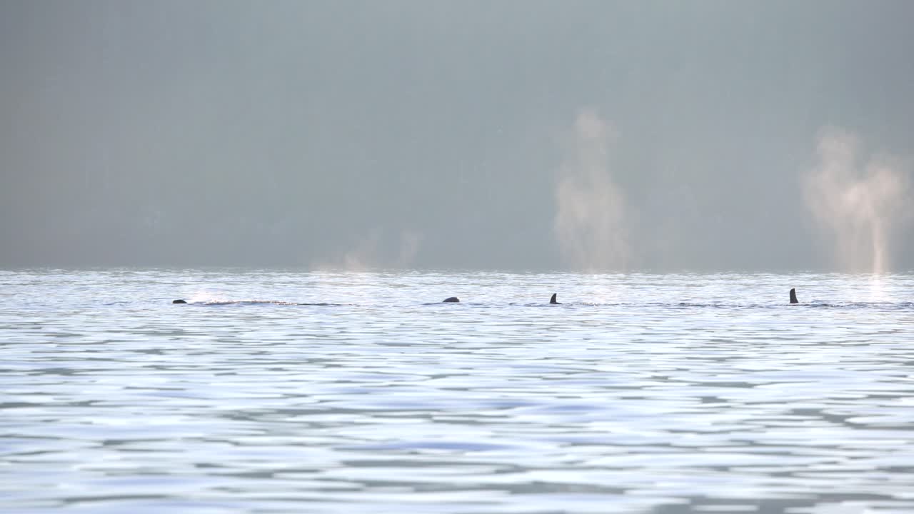 왼쪽으로 움직이는 백라이트 스프레이로 수영하는 오카의 어리