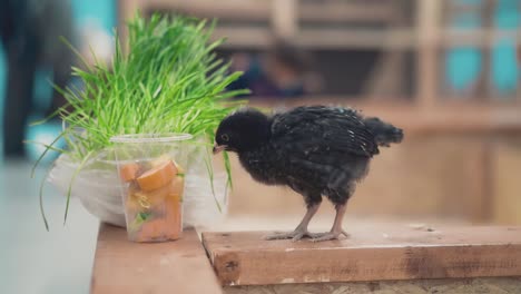 A-little-crow-feeds-on-grass-close-up