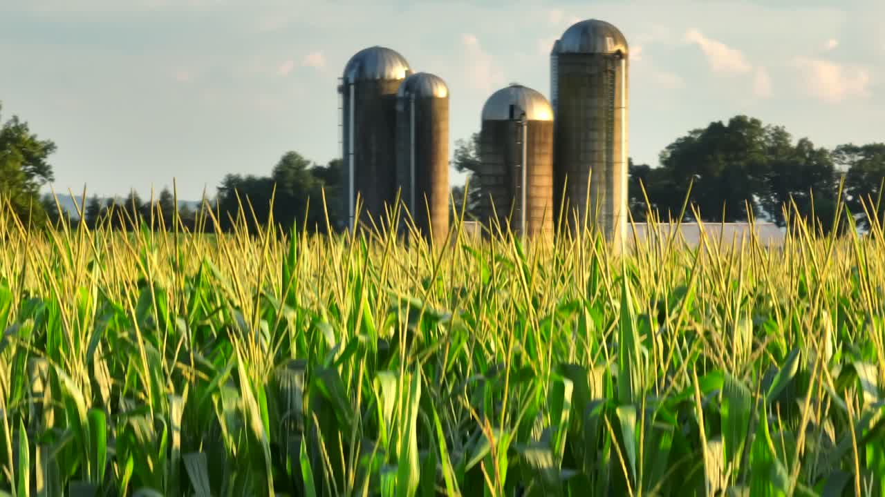campo de maíz en borla durante el verano