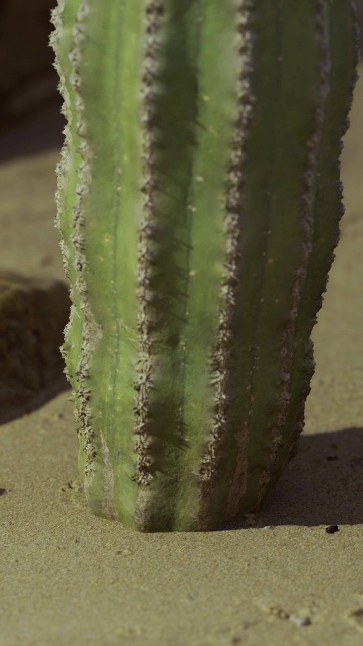 Cactus verde che svetta su terreno sabbioso sotto il sole caldo.