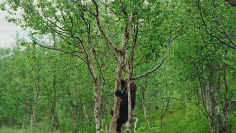 wild wolverine climbing on a tree searching for food in its natural habitat.