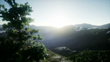 sun beams through trees