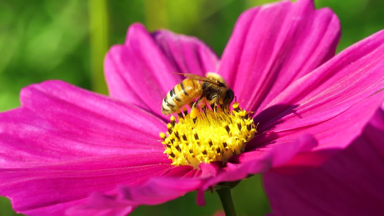 abeja voladora cubierta de polen está recolectando néctar en flor