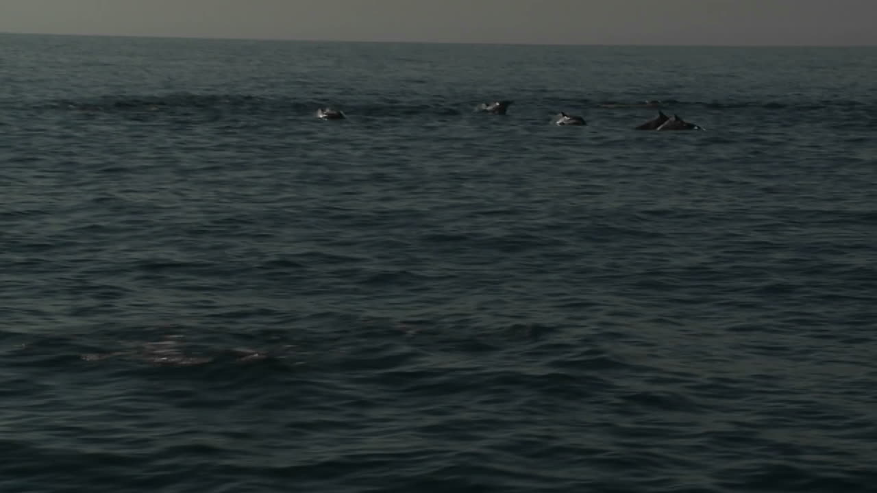 보트 옆에서 돌고래 떼가 물에서 놀고 있다