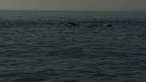 A-pod-of-dolphins-play-in-the-water-alongside-a-boat