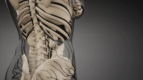 vasos sanguíneos del cuerpo humano