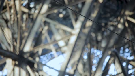 Close-up-of-a-tram-power-line-connector-against-a-tangle-of-bare-branches,-bokeh-background