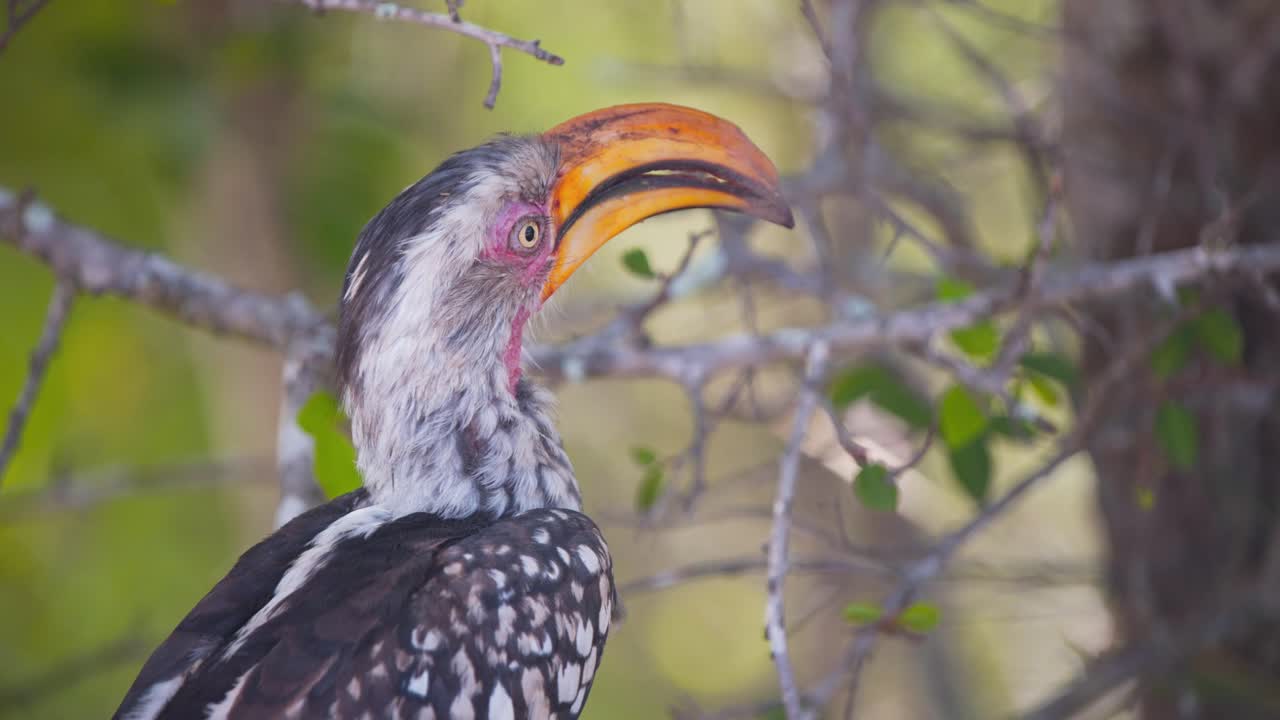 pájaro hornbill de pico amarillo del sur encaramado en un árbol, mirando a su alrededor