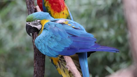 vibrant parrots resting together on a tree branch