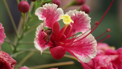 una avispa en una flor rosada