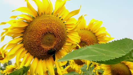 hermosos girasoles de fondo cielo azul en la agricultura
