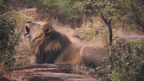 Lion-lying-on-rocks-between-bushes-in-savannah-and-roaring-loudly