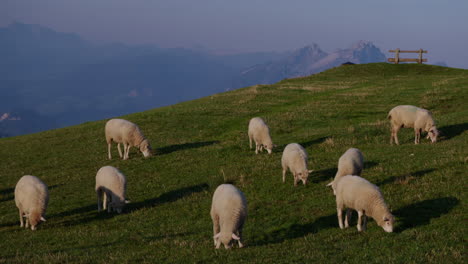 Schafe-Fressen-Gras-Auf-Einer-Wiese-In-Den-Bergen