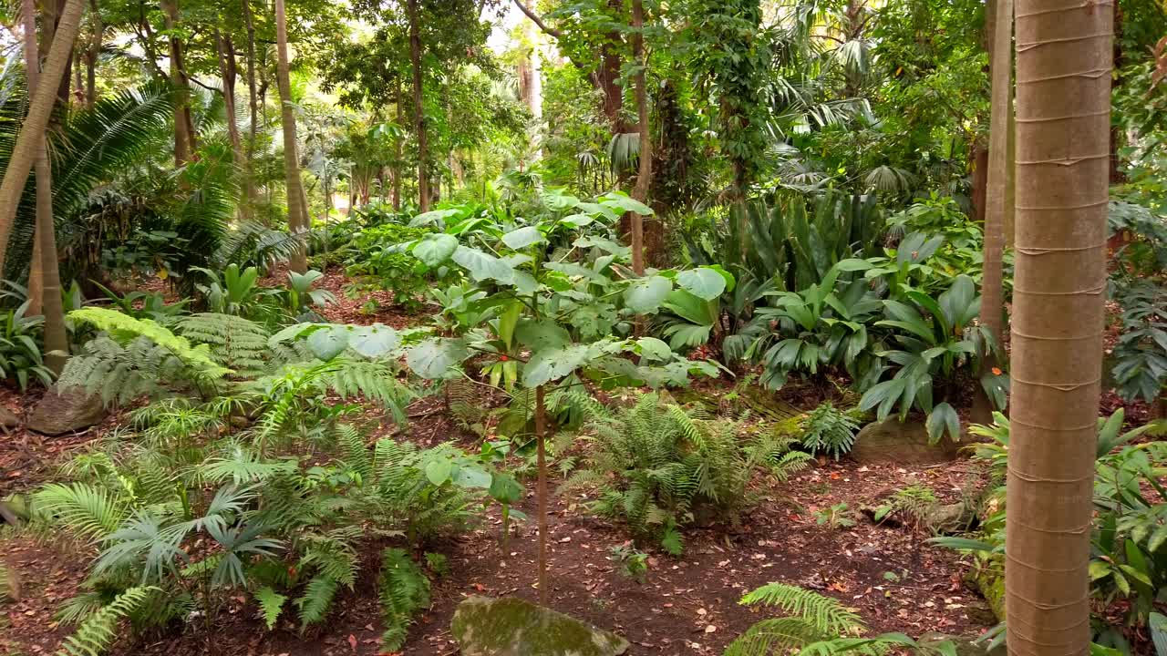 흰색 배경에 고립 된 녹색 나무