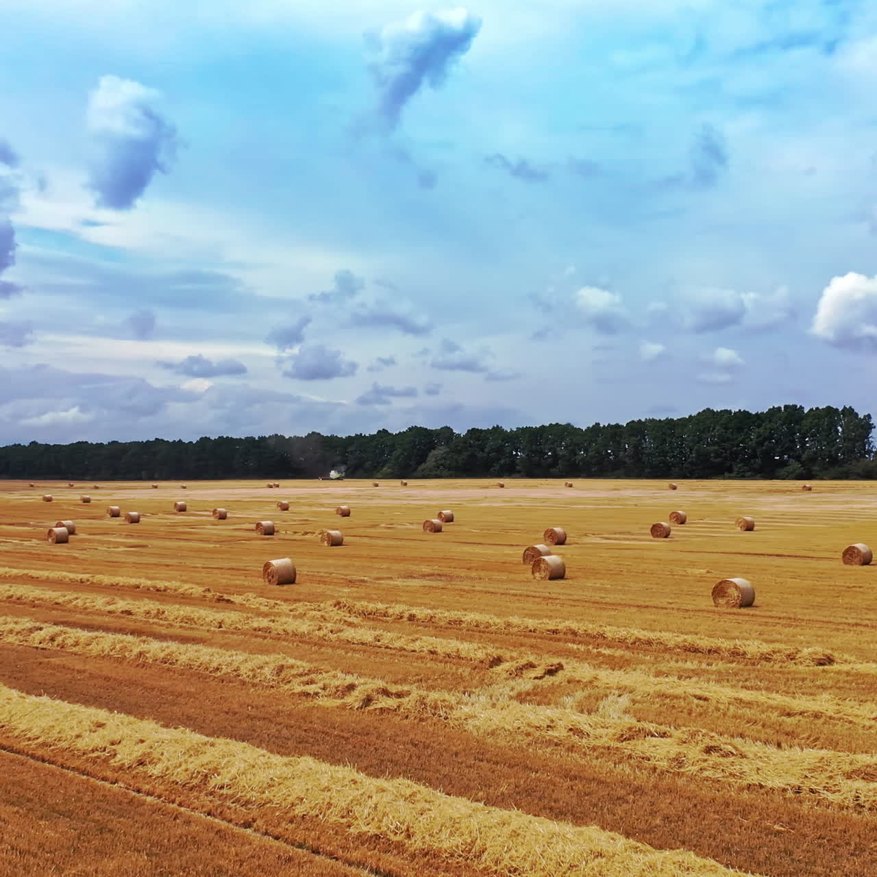 Agricultural field with many pressed bales in summer. Round fodder bales in the farmland. Yellow hay bundles for livestorck on the natural background.