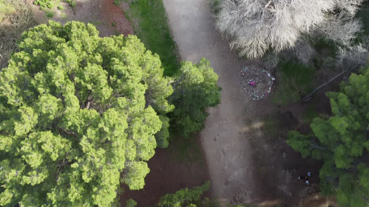 하이킹 코스가 있는 지역 공원의 나무