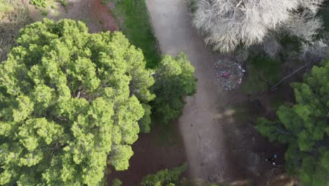 árboles en el parque local con senderos para caminatas