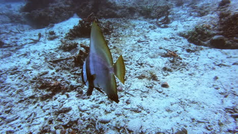 an underwater butterfly