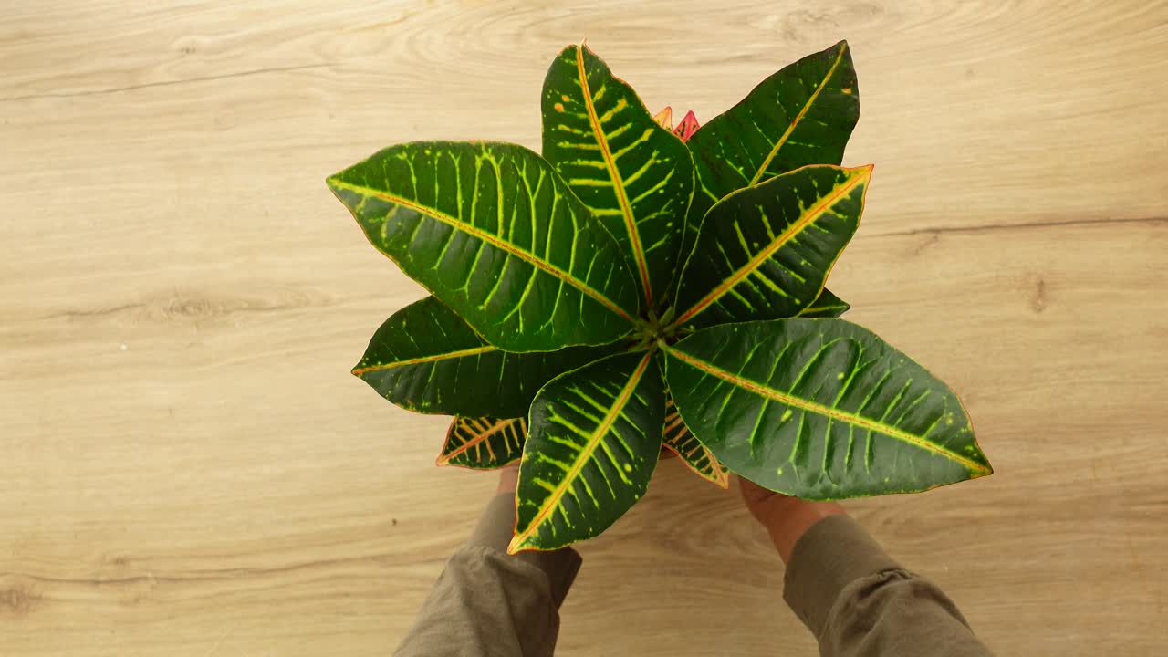 Mãos Segurando e Ajustando uma Vibrante Planta Croton em uma Mesa de Madeira