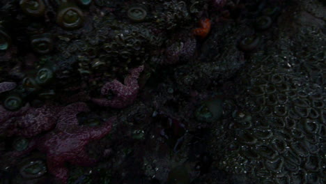 many star fish clinging to a rock at an oregon beach during low tide