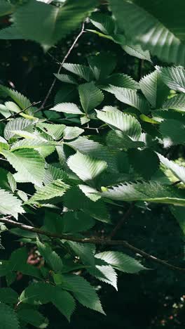 close-up of green leaves in a forest