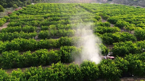 anonymous farmer driving tractor spraying pesticide on lemon trees