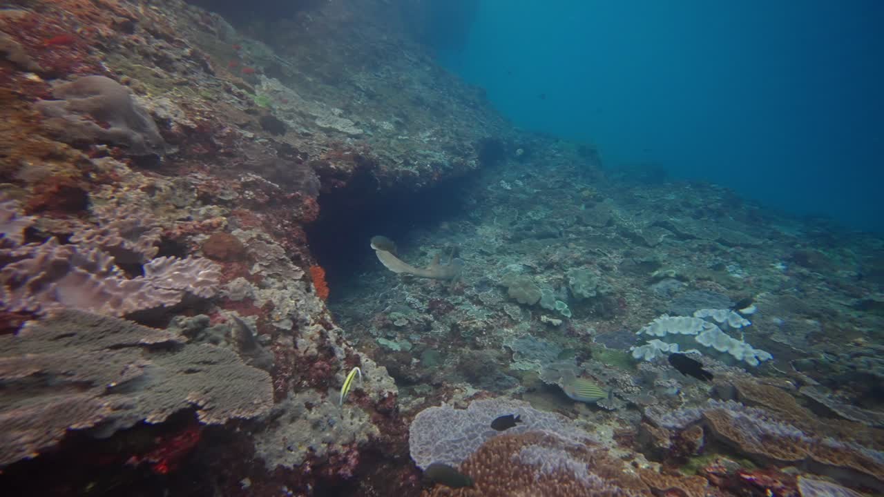 Underwater exploration of a vibrant coral reef teeming with marine life