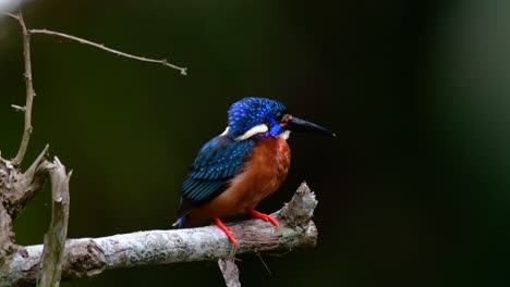 El-Martín-Pescador-De-Orejas-Azules-Es-Un-Pequeño-Martín-Pescador-Que-Se-Encuentra-En-Tailandia-Y-Es-Buscado-Por-Los-Fotógrafos-De-Aves-Debido-A-Sus-Hermosas-Orejas-Azules,-Ya-Que-También-Es-Un-Pájaro-Lindo-Para-Observar