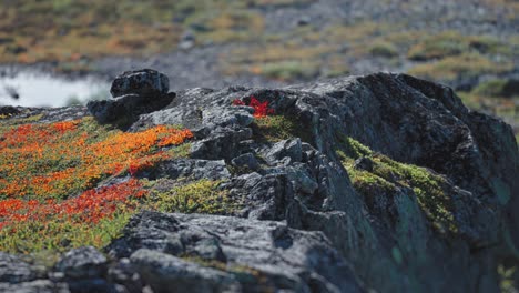 A-serene-view-of-a-mossy-landscape-with-rocks-and-a-tranquil-mountain-pond