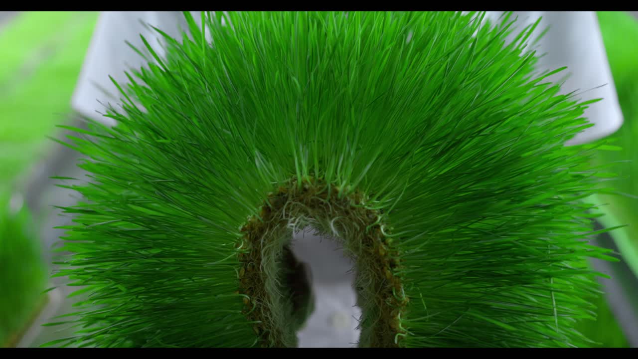 Freshly harvested wheatgrass