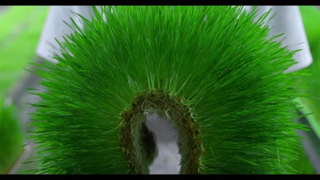 freshly harvested wheatgrass