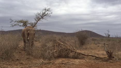 african elephant stands near downed tree in dry, overcast madikwe