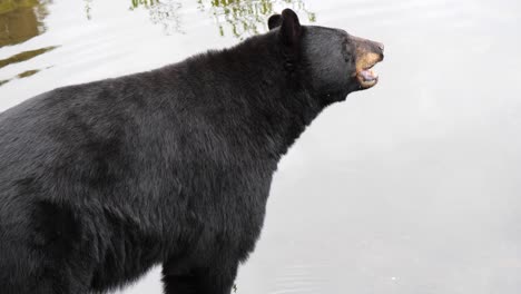 el oso negro está comiendo. alaska