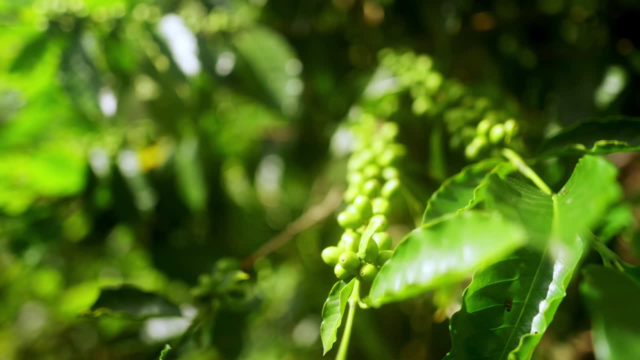 Close up view of unripe green coffee unripe cherries in a wild plant under daylight and with natural backlit.