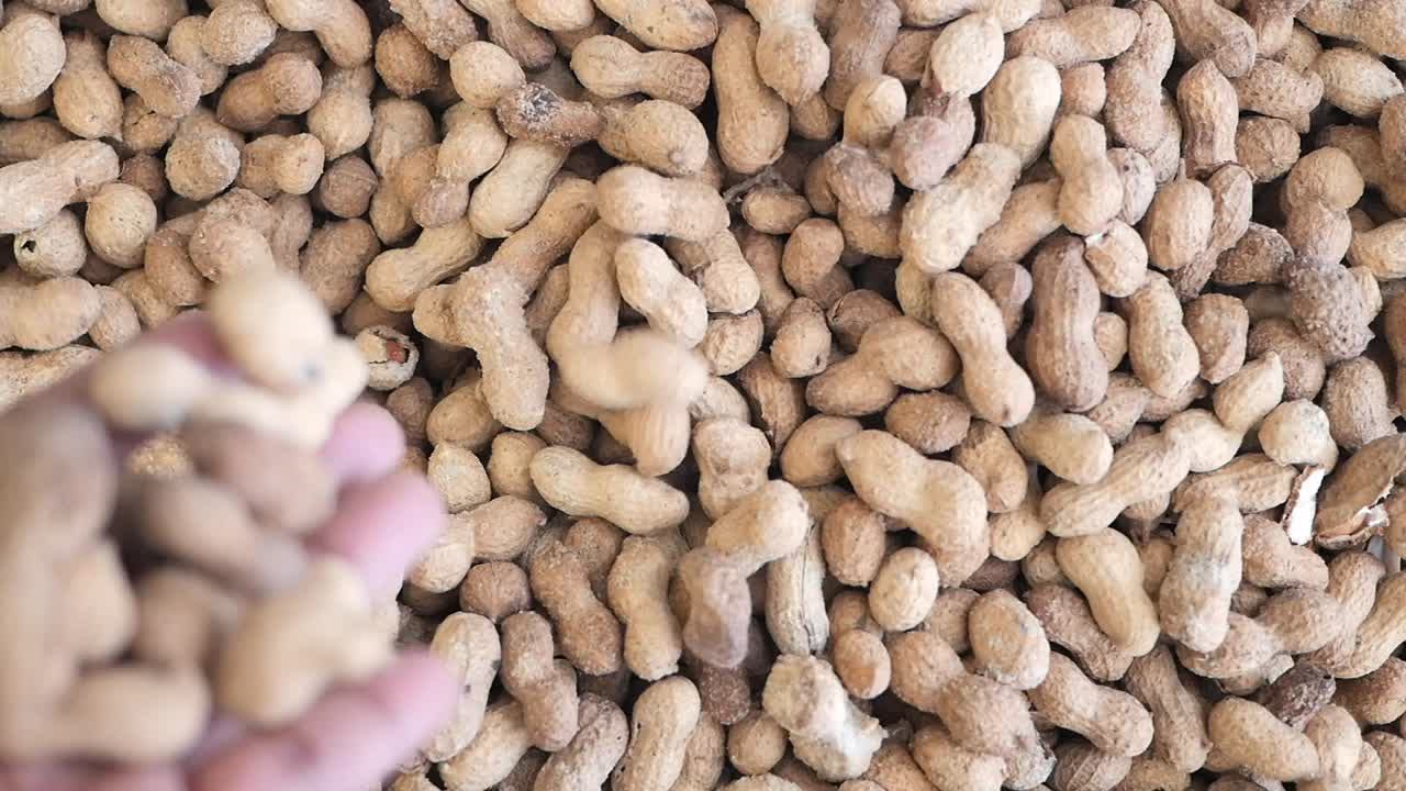 데기 속의 땅콩