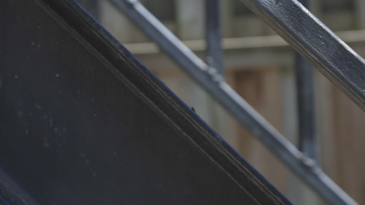 Black Ant Climbing On The Metal Railings Of Stairs. -wide shot