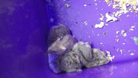 4k footage of cute hamster squeeze together on sunday market, sabah, malaysia